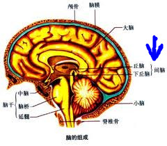 blindfold training - activate diencephalon